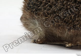 Hedgehog - Erinaceus europaeus  3 body leg whole body…